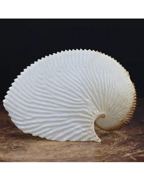 Argonauta Argo