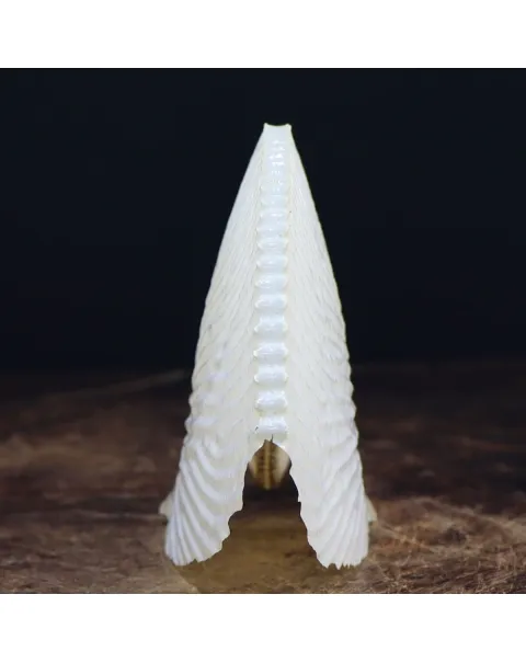 Argonauta Argo
