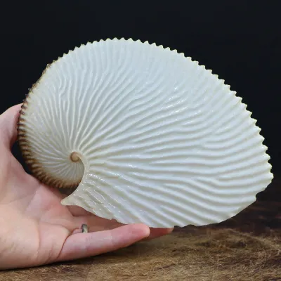 Argonauta Argo