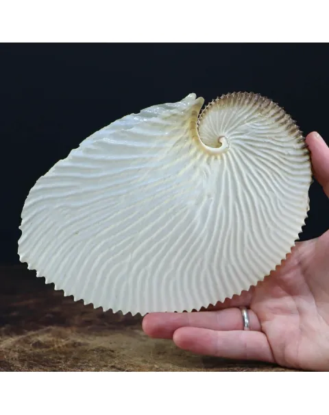 Argonauta Argo