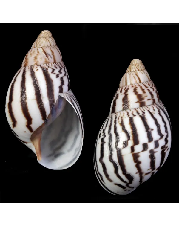 Achatina Shatina