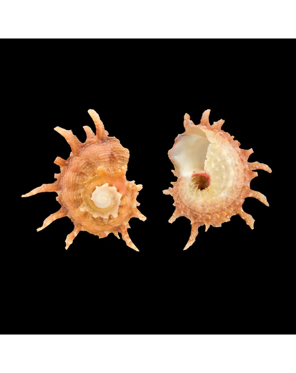 Angaria Sphaerula