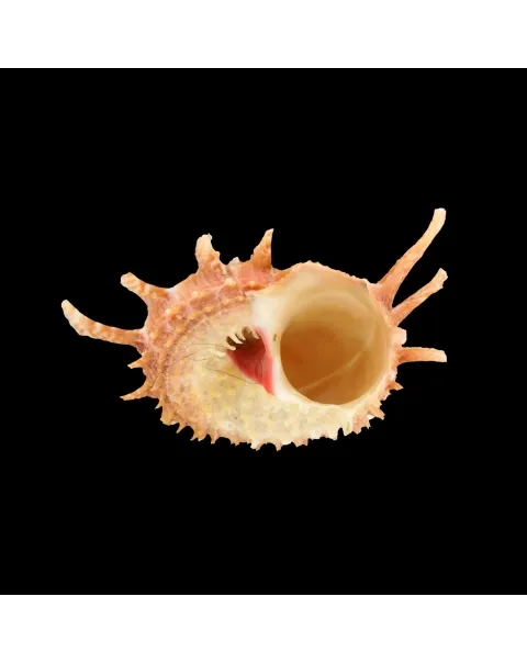 Angaria Sphaerula