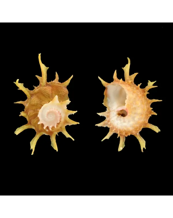 Angaria Sphaerula