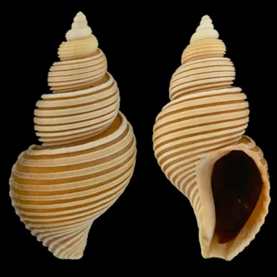 Ancistrolepis Vietnamensis