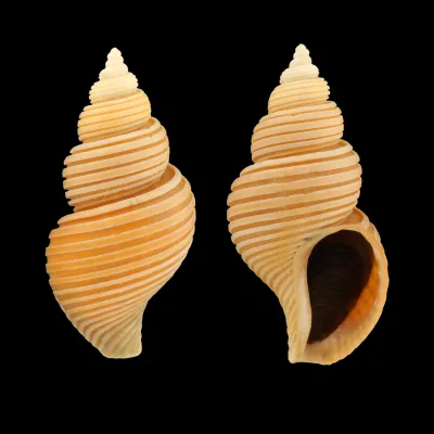 Ancistrolepis Vietnamensis