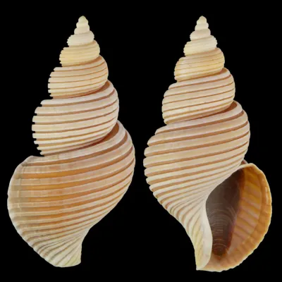 Ancistrolepis Vietnamensis