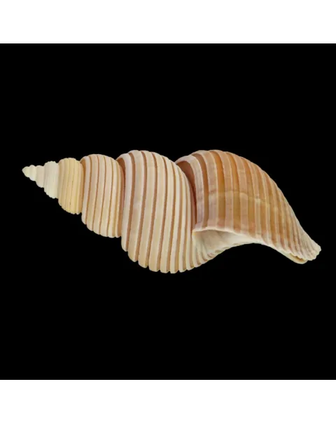 Ancistrolepis Vietnamensis