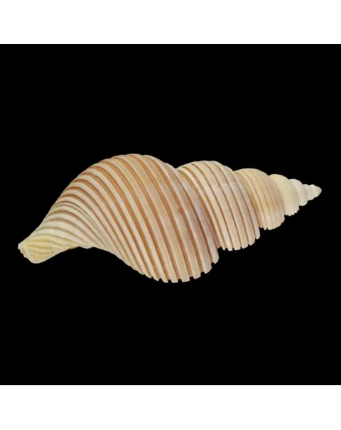 Ancistrolepis Vietnamensis
