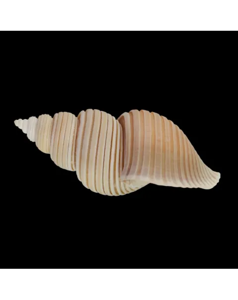 Ancistrolepis Vietnamensis