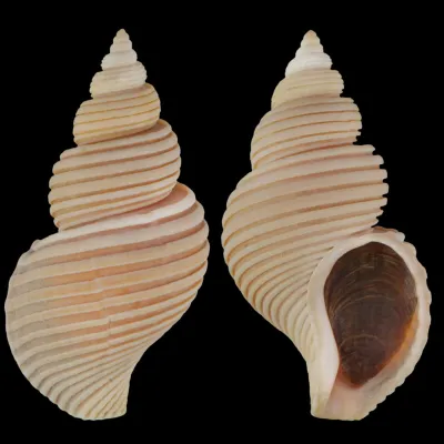 Ancistrolepis Vietnamensis