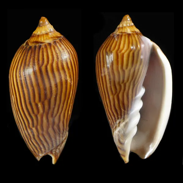 Amoria Zebra