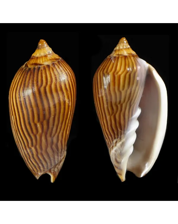 Amoria Zebra