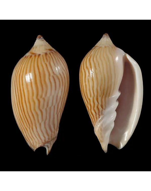 Amoria Zebra