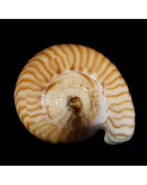 Amoria Zebra