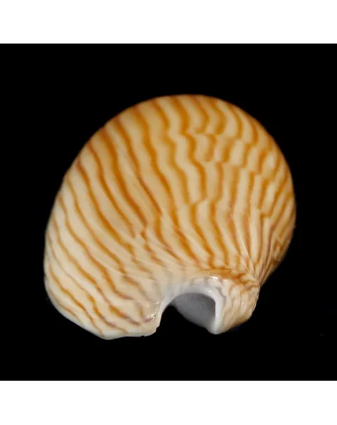 Amoria Zebra