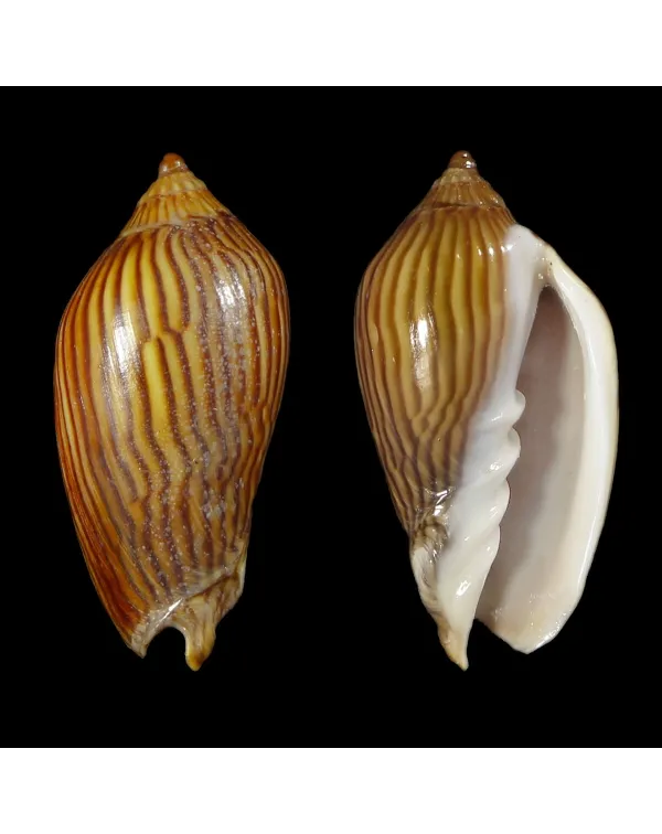 Amoria Zebra