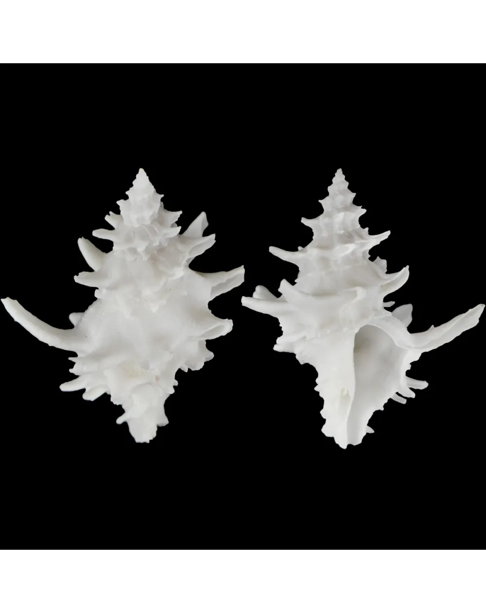 Babelomurex Diadema White