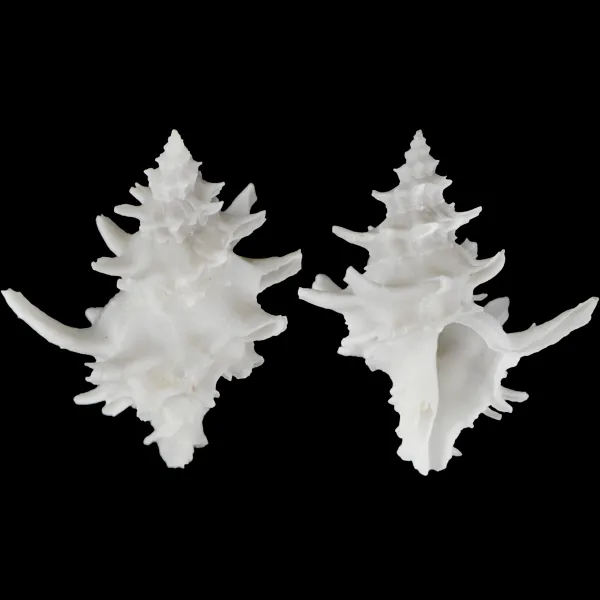 Babelomurex Diadema White