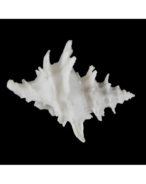 Babelomurex Diadema White