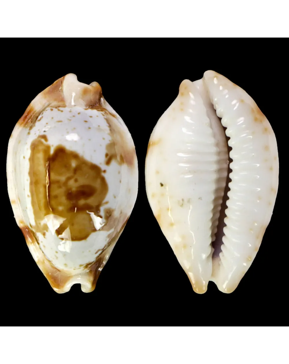 Bistolida Stolida Crossei