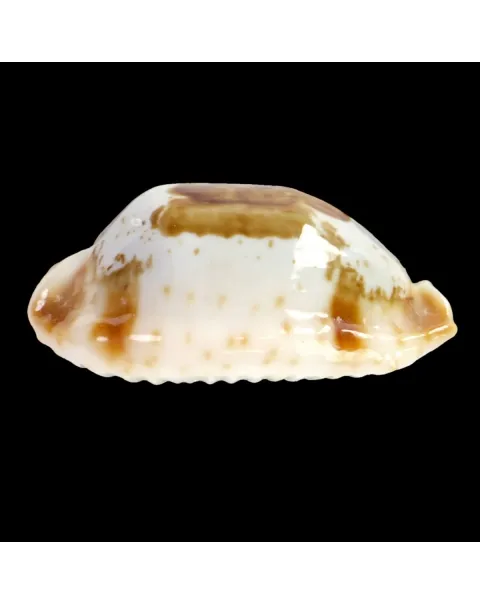 Bistolida Stolida Crossei