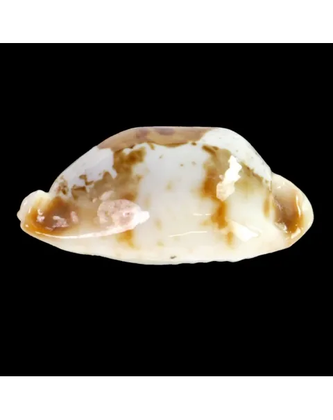 Bistolida Stolida Crossei