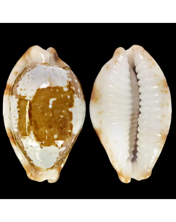 Bistolida Stolida Crossei