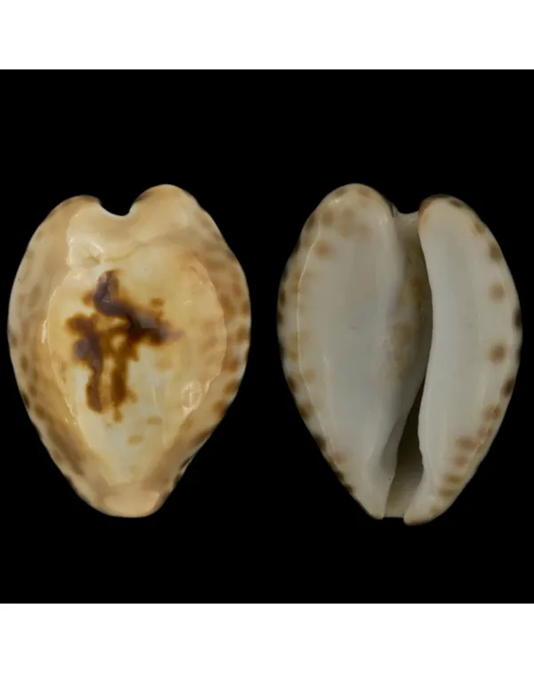 Barycypraea Teulerei
