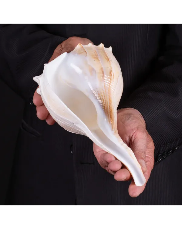 Sinistrofulgur Sinistrum