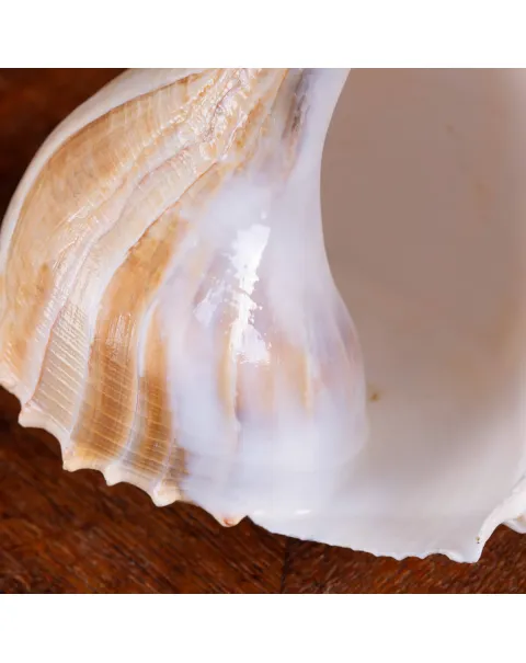 Sinistrofulgur Sinistrum