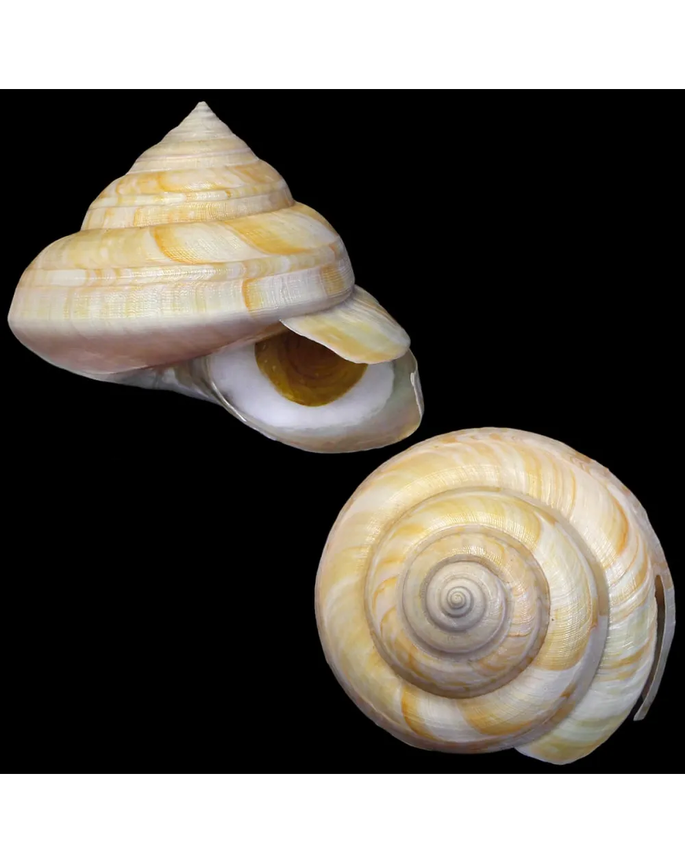 Bayerotrochus Westralis