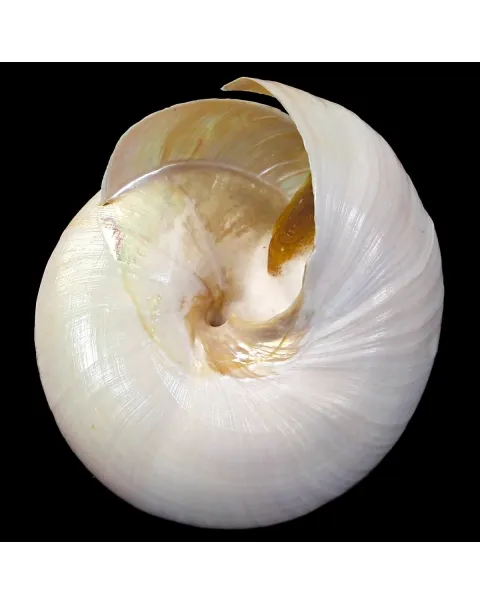 Bayerotrochus Westralis
