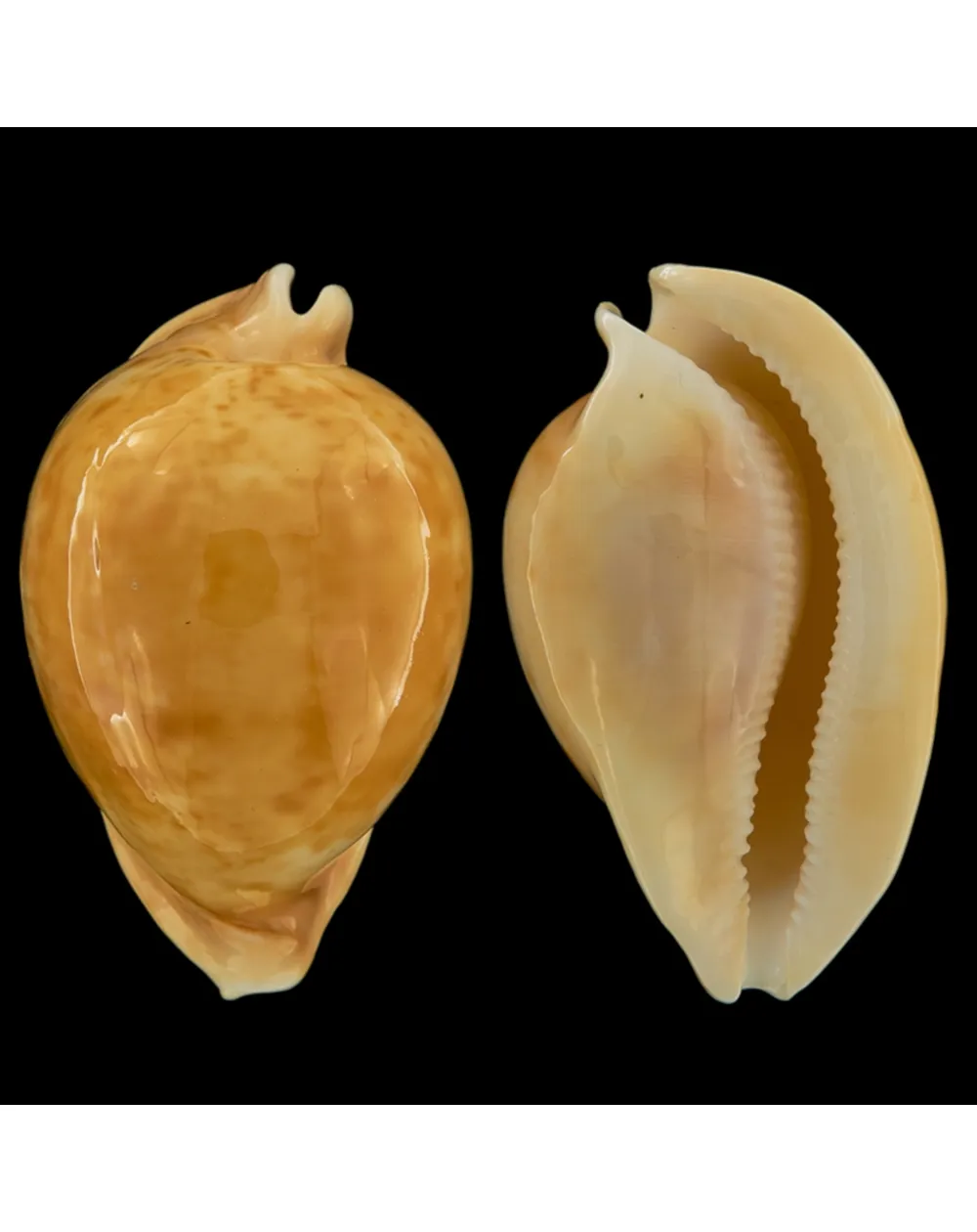 Cypraea Armeniaca