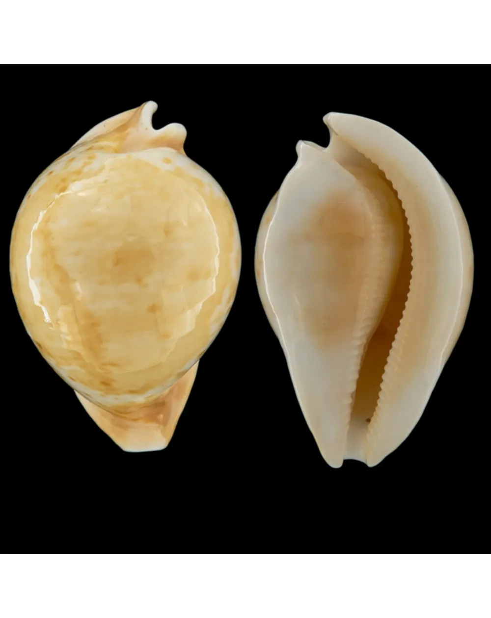 Cypraea Armeniaca