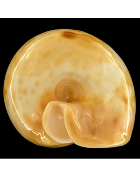Cypraea Armeniaca