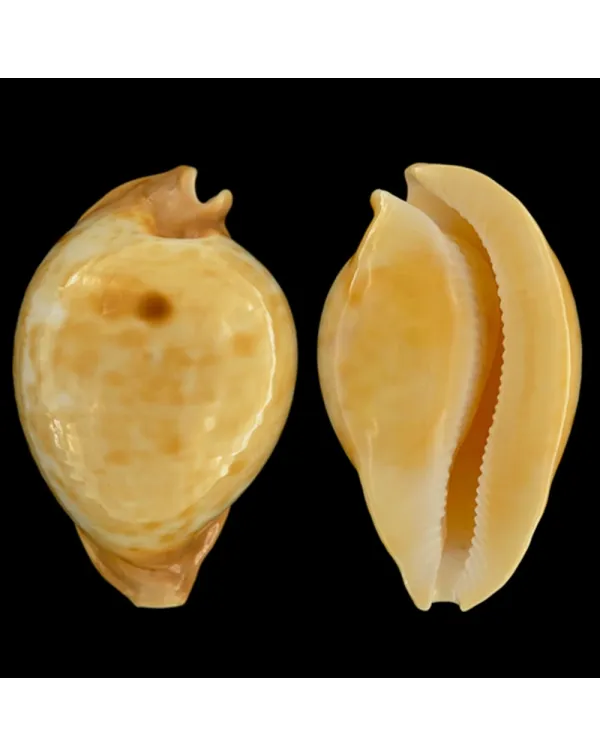 Cypraea Armeniaca