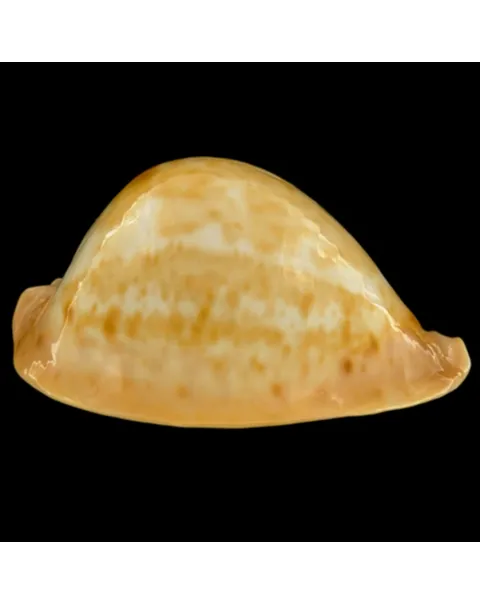 Cypraea Armeniaca