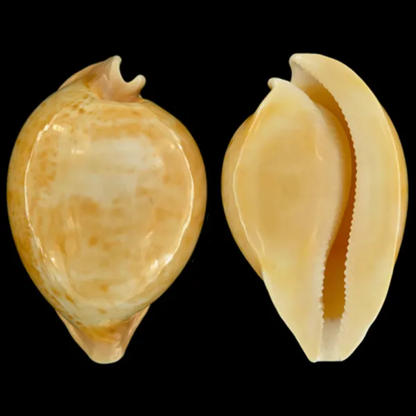 Cypraea Armeniaca