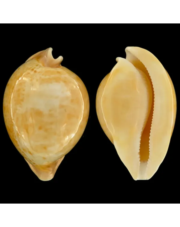 Cypraea Armeniaca
