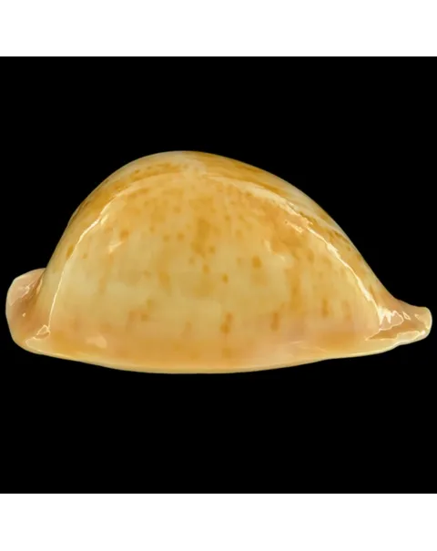 Cypraea Armeniaca
