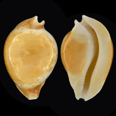 Cypraea Armeniaca