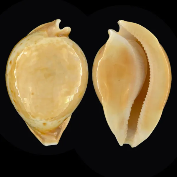 Cypraea Armeniaca