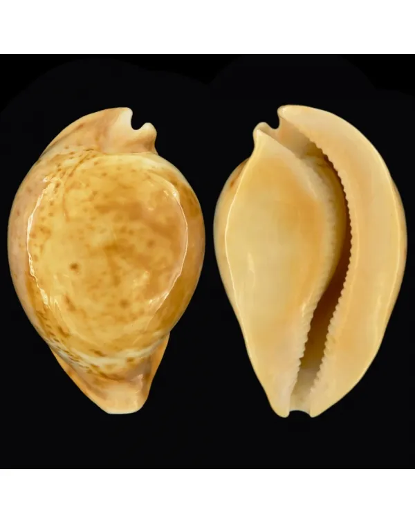 Cypraea Armeniaca