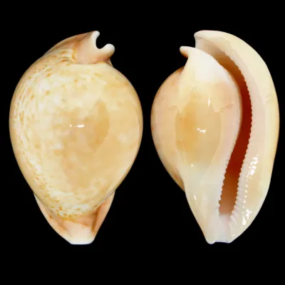 Cypraea Armeniaca