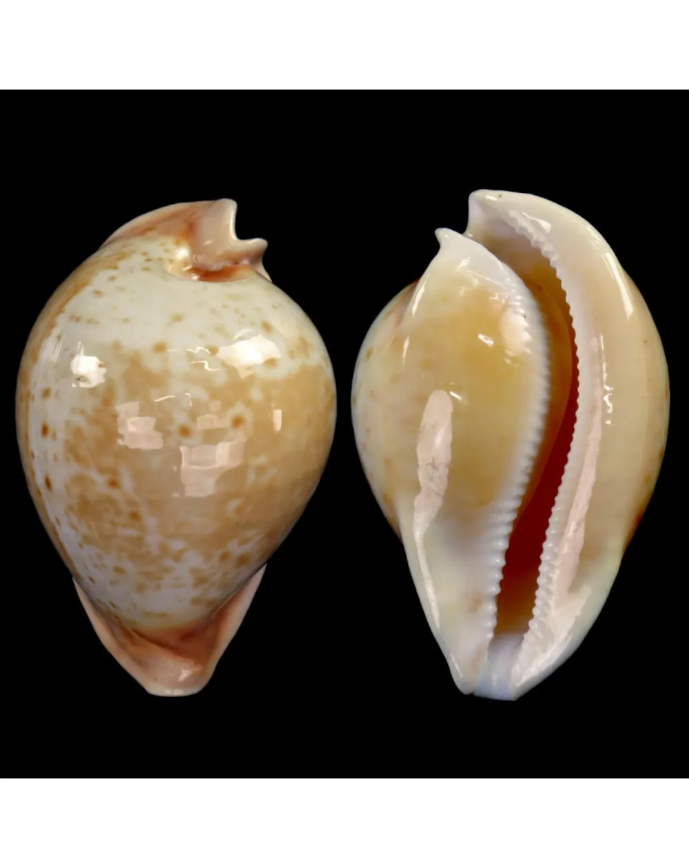 Cypraea Armeniaca