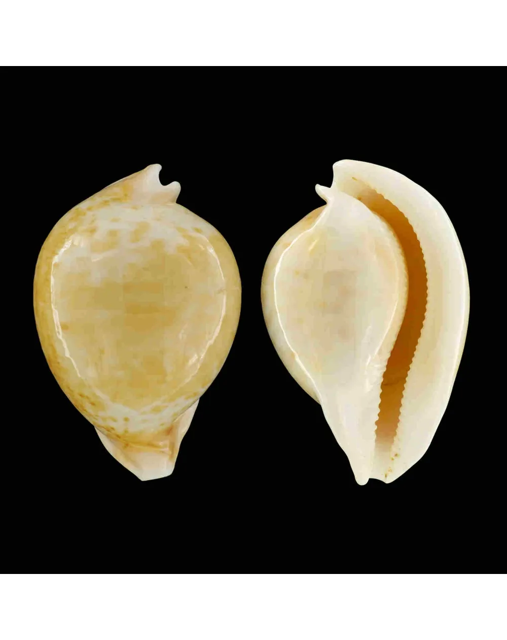 Cypraea Armeniaca