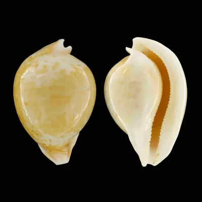 Cypraea Armeniaca