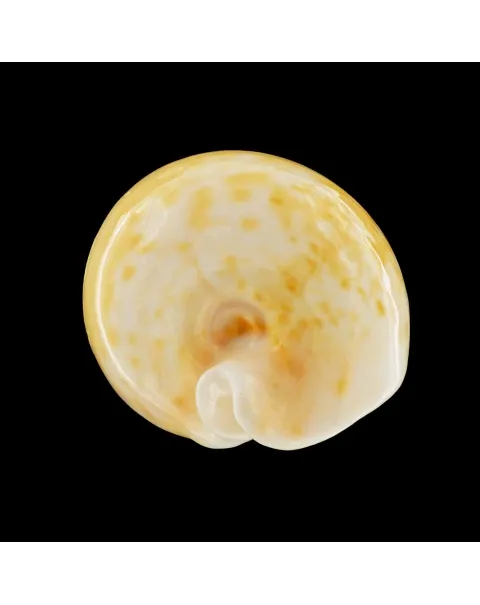 Cypraea Armeniaca