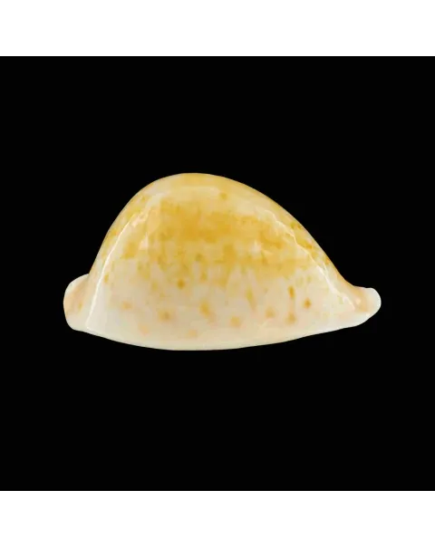 Cypraea Armeniaca